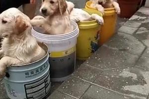 一隻汪一個桶，狗狗洗澡的樣子好可愛！
