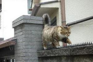 貓咪站在鋪滿釘子的圍牆上，網友剛想去救它，卻發現這事不太對~