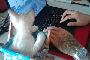 小貓總喜歡趴電腦上，主人的一個小動作，結果網友們直呼好萌啊！