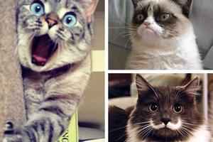 網路上最火紅的10隻貓，你都認識這些明星貓嗎？