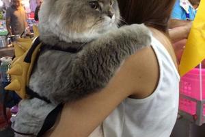 泰國網紅貓擁有數萬粉絲，每次出門都被圍觀合影