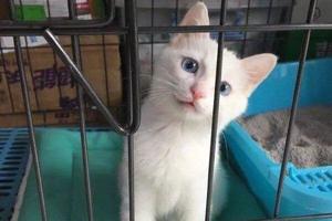 網友眼睜睜看著貓咪自由出入……貓咪：想用籠子困住我？不存在的 !