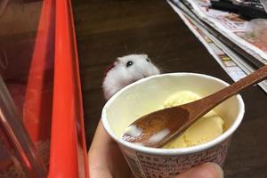 不給小倉鼠吃冰淇淋，小傢伙瞬間就瘋了