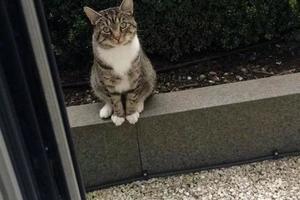 陌生貓咪每天門口守候，後來終於明白了……