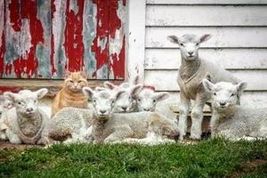自從貓咪和綿羊交了朋友，居然改吃草了，還帶起了小弟！