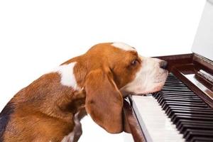 狗狗最喜歡什麼音樂？音樂的各種神奇效果