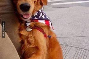 又是別人家的狗！這狗擅長擁抱和握手，成了華盛頓的小明星！