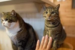 貓咪和主人擊掌 一臉的生無可戀 網友：一看就不是親生的！