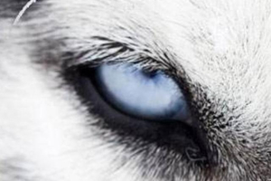 哪一隻眼睛是狼的眼睛？測你在感情當中第六感準不準！