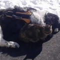 紐芬蘭犬失去兩好友後傷心不已，直到這隻虎斑貓走入牠的生命...