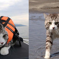 人氣貓喵吉海灘「霸氣巡邏」　穿「救生衣」乘船出海