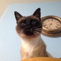 高齡半盲暹羅貓被退養，在收容所待了兩百多個日子，終於找到「永遠的家」