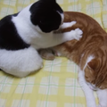 愛貓網：貓咪按摩，看起來好舒服喔～ 我也好想給貓貓按摩喔 ≧ω≦