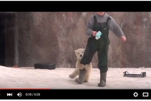 超萌抱大腿　雙胞胎北極熊寶寶「圍攻」飼養員求抱抱