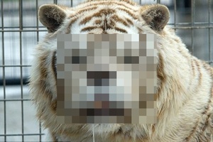 真的沒PS過？英動物園「世界最醜老虎」走紅　可憐身世曝光：原來都是人類害的...