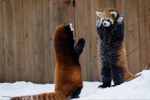 萌翻眾人 ~ 小熊貓「舉起雙手」表示無辜