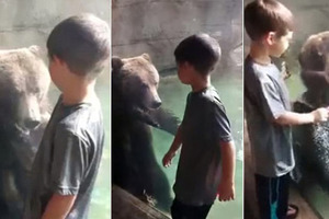 [動物星球] 爸爸讓男孩與小熊嬉鬧 溫馨瞬間卻見小熊悄悄張口…