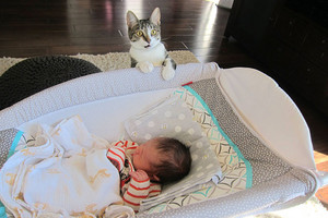 主人未先告知就帶新生兒回家，貓咪驚恐瞪大眼：他是誰？