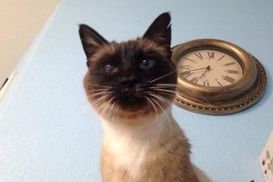 高齡半盲暹羅貓被退養，在收容所待了兩百多個日子，終於找到「永遠的家」