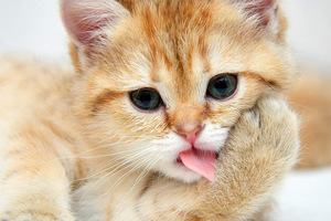 【知識】貓咪舌頭為什麼會有刺？