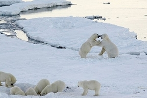 俄村莊遭20只北極熊包圍數百隻海像被嚇得跳崖