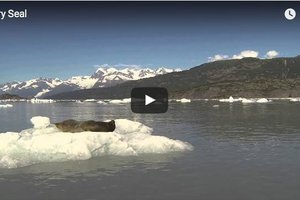 這隻曬日光浴的海豹發現自己被關注後被驚嚇成這樣! 視頻/組圖