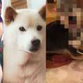 地震時人會驚慌狗會有什麼反應？日本飼主出賣家中柴犬的驚慌照笑瘋全場