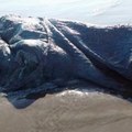深海異形？墨西哥海灘驚現巨型“海怪” 面目全非真實身分成謎