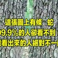 這張圖太神奇了，據說圖中有一條蛇，99%的人都找不到它在哪裡！ 