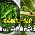 洗菜時加一點它，菜蟲全部自己跑出來！以前都白洗了！趕快學起來吧！ 