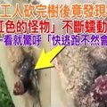 伐木工人砍完樹後竟發現一隻「黑紅色的怪物」不斷蠕動鑽出...專家一看就驚呼「快逃跑不然慘了！」