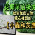 花椰菜「這樣處理」就能徹底去除藏在裡面的小蟲和灰塵！