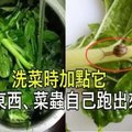 洗菜時加點它，髒東西、菜蟲自己跑出來！以前都白洗了！快學習吧！ 