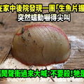 女兒在家中後院發現一團「生魚片握壽司」突然蠕動嚇得尖叫，媽媽聞聲衝過來大喊：不要殺！牠是寶！