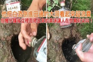 他把白酒倒進田邊的大洞看起來超浪費，但幾分鐘後從裡面爬出來的美味讓人在熒幕前尖叫！