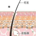 皮膚的結構、類型和護理方法