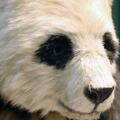 全球首隻仿生大熊貓機器人「小川」在成都亮相