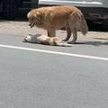 怎麼叫牠都不動…路邊黃金獵犬「舔著倒地同伴」好揪心　下秒發展眼淚縮回去