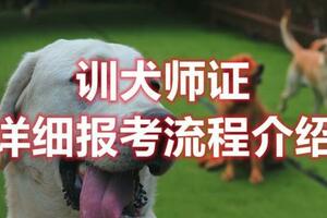 2023年訓犬師證怎麼考，最新消息來了