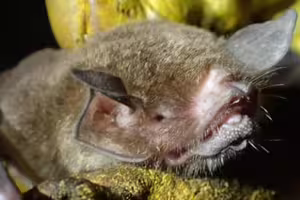 巴西蝙蝠體內驗出新型冠狀病毒!與Covid-19極似 巴西蝙蝠體內驗出新型冠狀病毒!與Covid-19極似