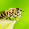 哪些疾病適合蜂療法？