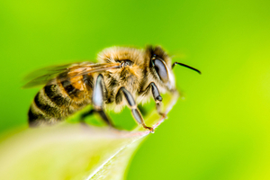 哪些疾病適合蜂療法？