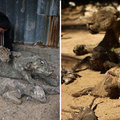 世界上最糟的動物園，巴基斯坦驚聞出現「木乃伊動物園」，這裡的動物沒有生命，都成了木乃伊！