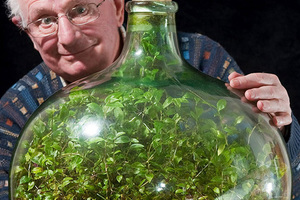 瓶中植物完全與外界隔離，50年來只澆過一次水，裡面的植物卻生長茂盛？！