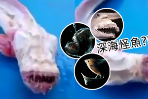 泰國漁民捕獲可怕海怪，人臉尖牙像各種深海動物的混搭，可怕外表嚇壞網民！