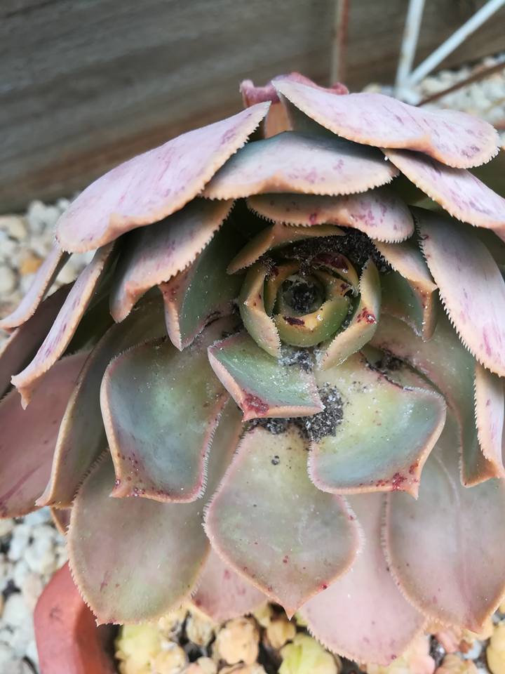 多肉植物使用 發白光全光譜 Led植物燈後效果對照圖 糟透orz 那些年我們一起玩植物燈的日子 Fun01 創作分享