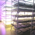 使用LED多肉植物燈幫你實現多肉植物工廠的夢想