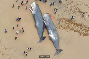 德國海岸突然出現「13隻暴斃的抹香鯨」讓眾人看傻了眼，解剖後才發現牠們的死因很不單純… 