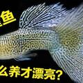 為什麼孔雀魚越養越難看？這2個原因，你都知道嗎？