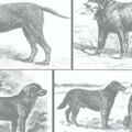 你了解拉布拉多獵犬嗎